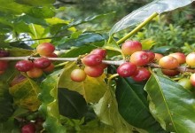咖啡树一年开几次花？