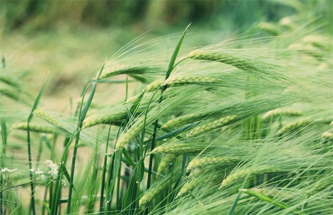 青稞 种植 技术