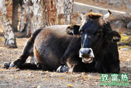 牛亚硝酸盐中毒怎么防止