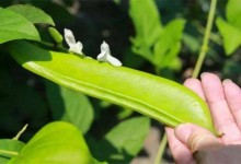 刀豆落花落荚原因及预防措施