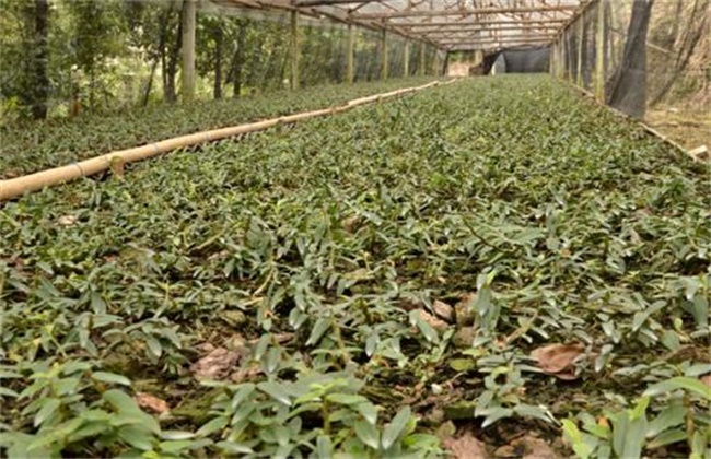 金线莲种植环境要求