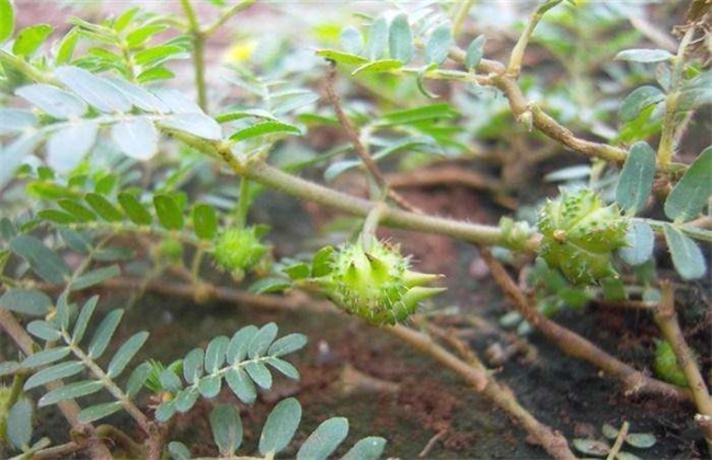 蒺藜种植技术 蒺藜种植 蒺藜