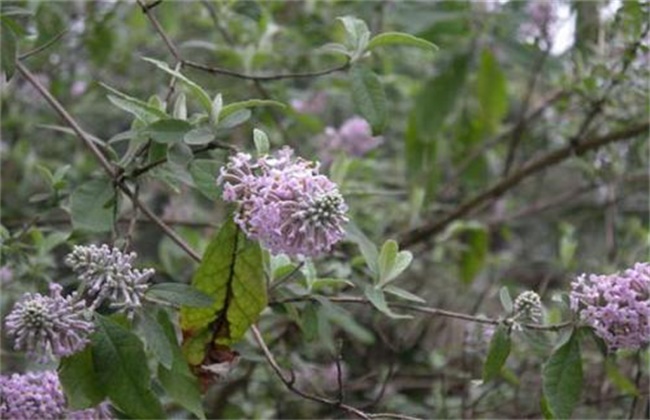 密蒙花的种植技术