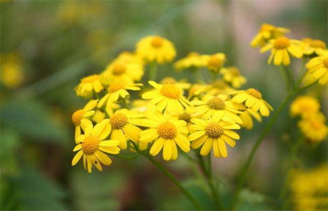 野菊花 种植 技术