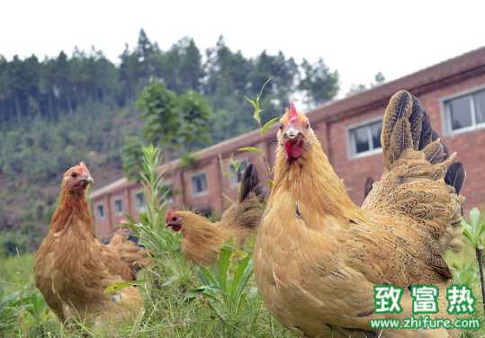 蛋鸡零星死亡应该如何防控