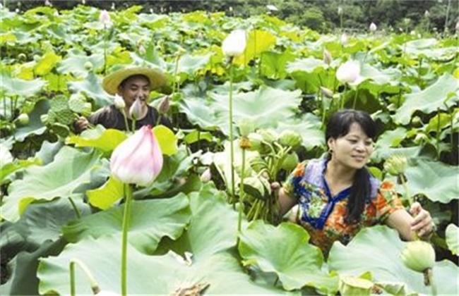 莲子采收方法及注意事项