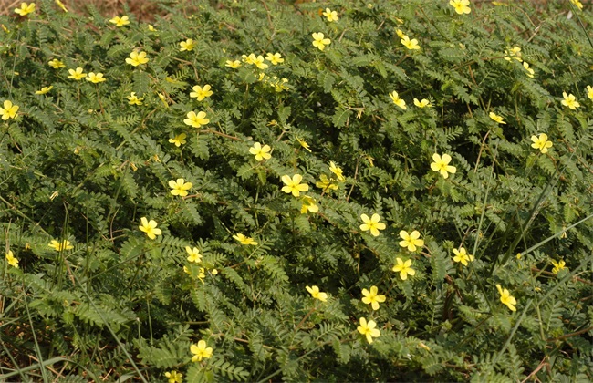 田间管理