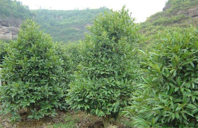 苦丁茶 种植技术 苦丁茶种植