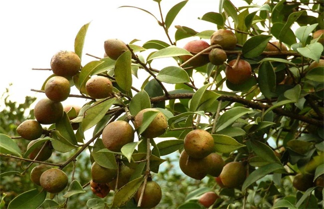 油茶树 管理 方法