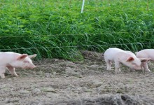 养猪可以给猪买保险吗？