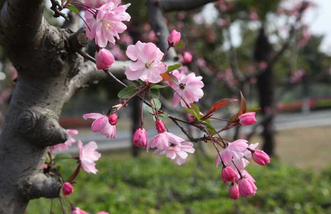 一树梨花压海棠