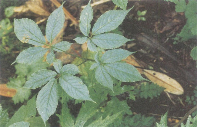 竹节参的种植技术