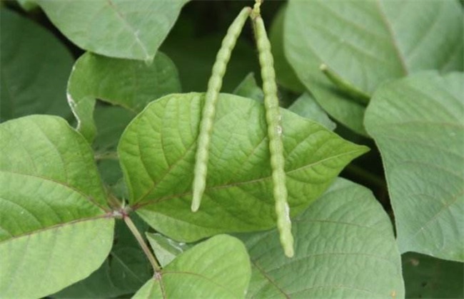 绿豆 夏季直播 种植技术