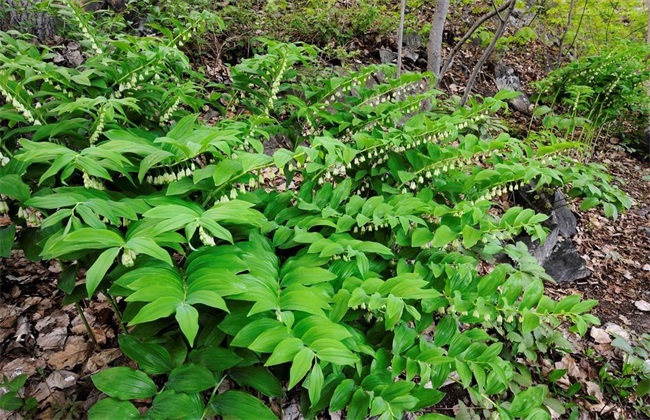 玉竹 种植方法 种植技术