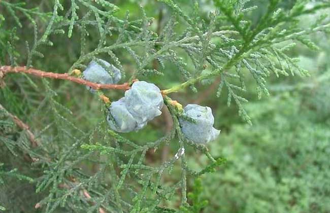 侧柏种植技术