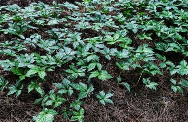 田七种植注意事项