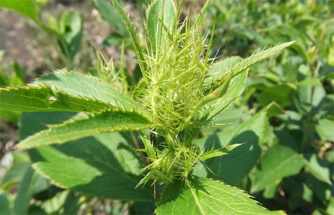 苍术 田间 管理