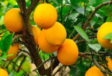 脐橙在安徽可以种植吗？