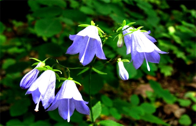 风铃花 养殖方法