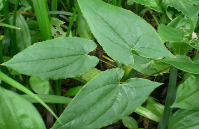 淫羊藿种植技术