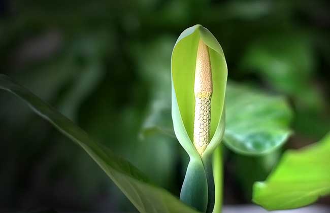 滴水观音开花什么兆头