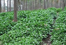 秋季种植什么药材好