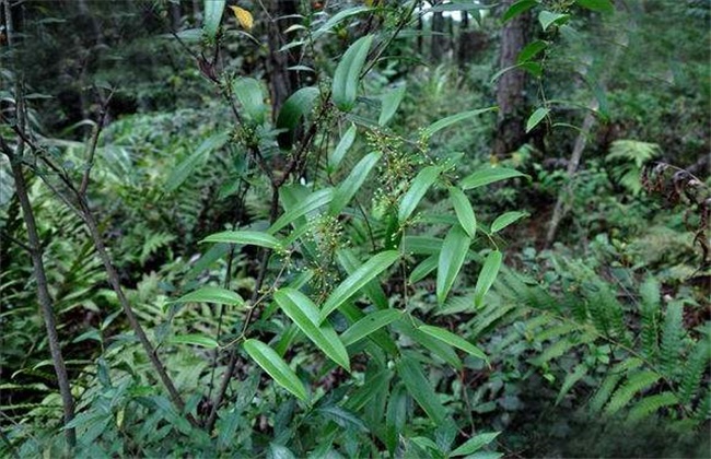 土茯苓的种植技术