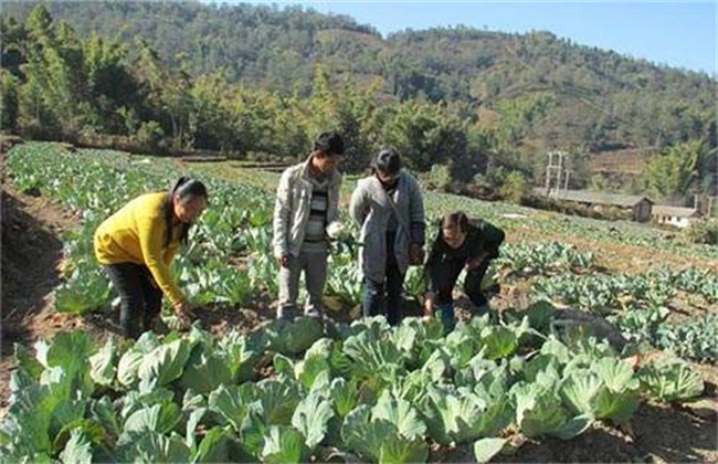 蔬菜轮作原则和注意要点