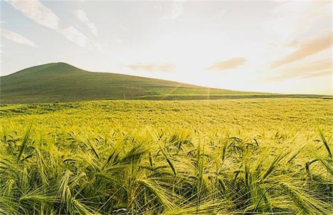 青稞高产栽培技术