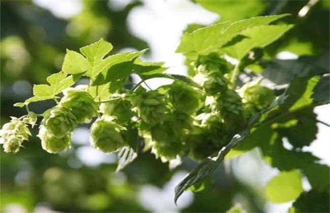 啤酒花繁殖 啤酒花 繁殖方法