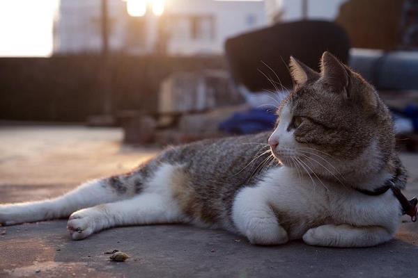 猫得了猫癣怎么办 猫癣的治疗方法