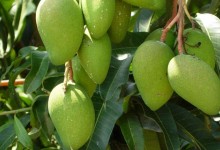 芒果安徽可以种植吗？