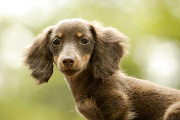 犬瘟热抽搐症状及治疗方法 犬瘟热抽搐多久会死