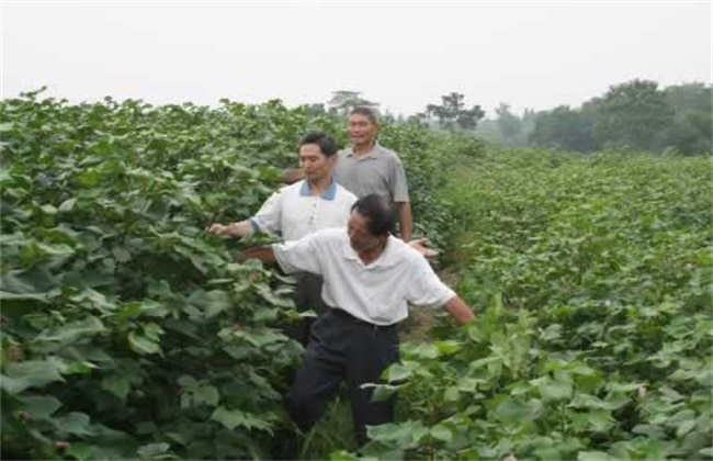 棉花疯长的原因及防治方法