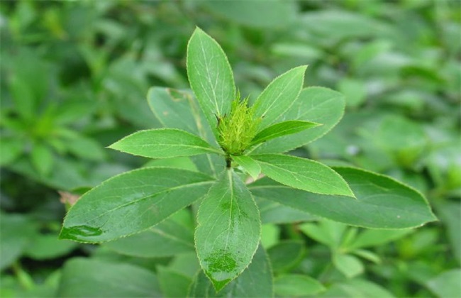 苍术 田间 管理