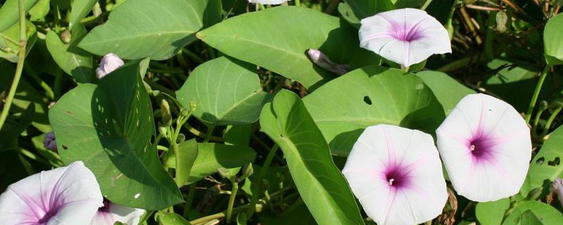 空心菜苗后除草剂有哪些