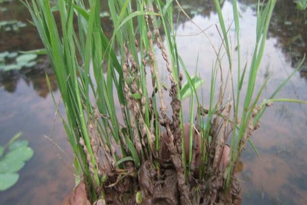 水稻负泥虫用什么药水稻负泥虫防治方法