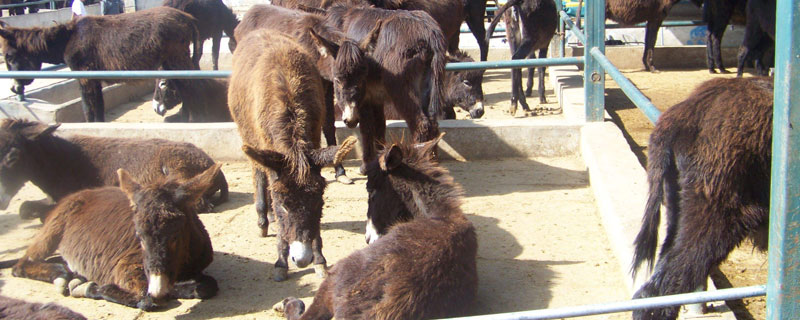 肉驴苗哪里买