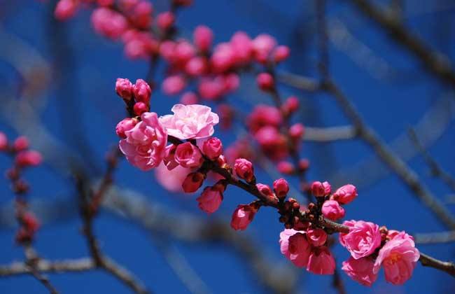 梅花 高压繁殖方法