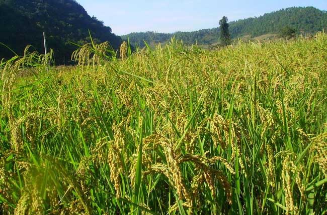 夏季怎样防治稻米中的害虫