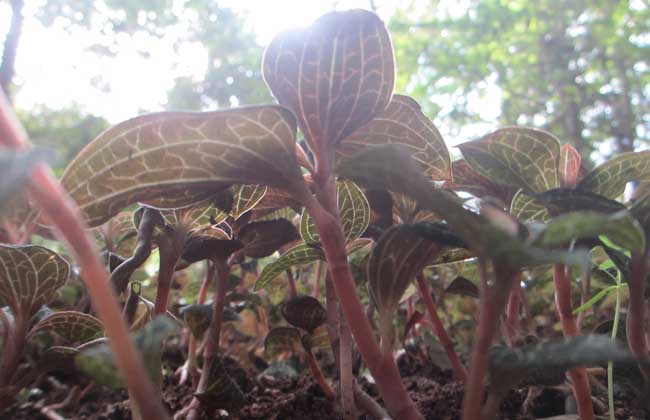 金线莲种植