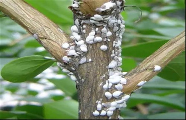 芒果蚧壳虫的防治方法