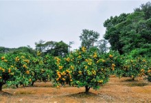 高温季节果园抗旱技术