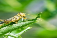 蝗虫冬天会被冻死吗卵？