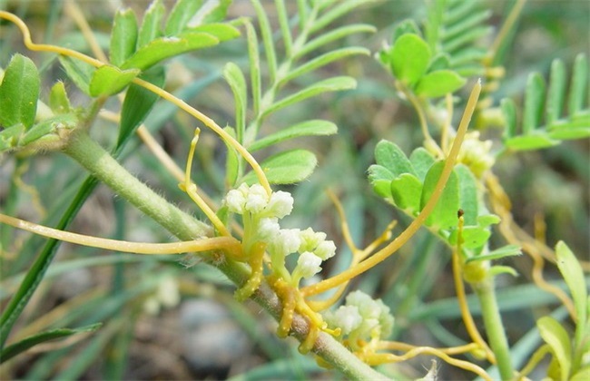 菟丝子的种植技术