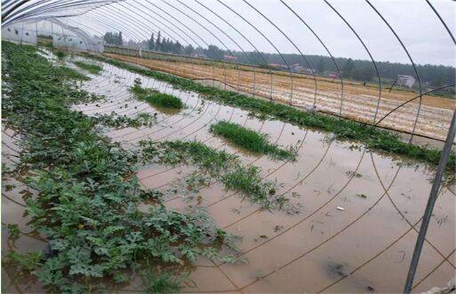 暴雨后 蔬菜 怎么管理