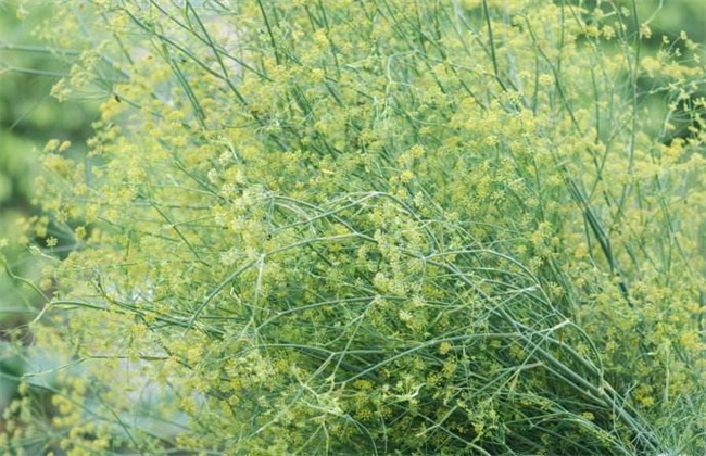 小茴香高产栽培技术