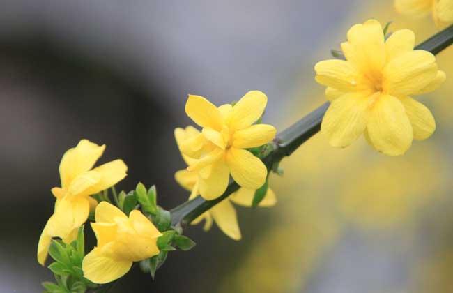 迎春花的花語和傳說