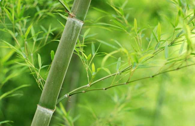 毛竹是什么植物