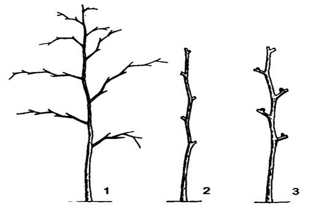 枣树定干修剪方法图片